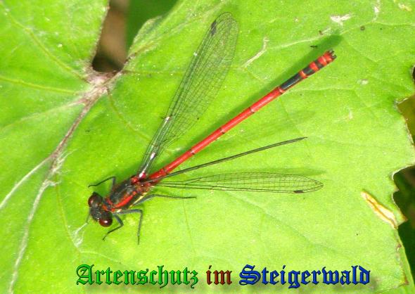 Copyright AiS- Albert Meier Bild zum Eintrag (21352-160)