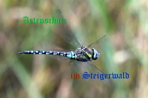 Copyright AiS / Günter Neuberger Bild zum Eintrag (21355-160)