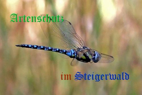 Copyright AiS / Günter Neuberger Bild zum Eintrag (21356-160)