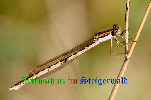 Copyright AiS / Günter Neuberger Bild zum Eintrag (21373-160)
