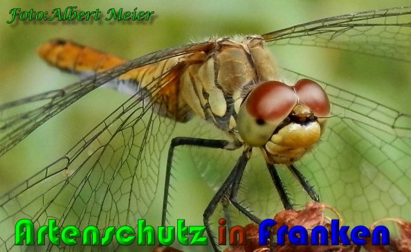 Copyright AiS Albert Meier Bild zum Eintrag (21379-160)