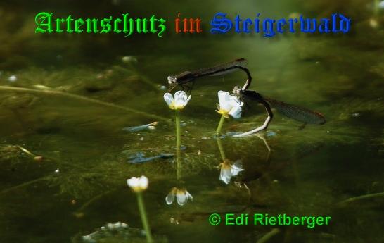 Copyright AiS / 2009 Edi Rietberger Bild zum Eintrag (21388-160)