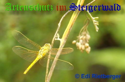 Copyright AiS / 2009 Edi Rietberger Bild zum Eintrag (21392-160)