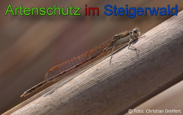 Copyright AiS / 2020 Christian Dreifert Bild zum Eintrag (21564-160)
