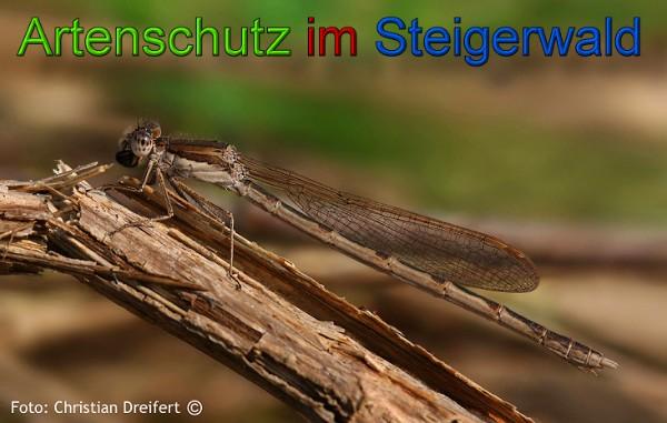 Copyright AiS / 2010 Christian Dreifert Bild zum Eintrag (21565-160)