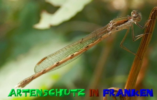 Copyright AiS- Albert Meier Bild zum Eintrag (21566-160)