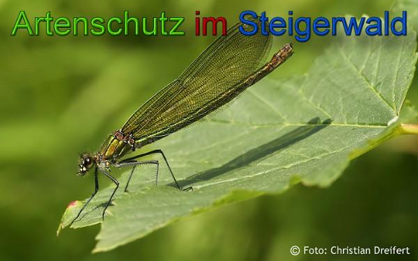 Copyright AiS / 2010 Christian Dreifert Bild zum Eintrag (21575-160)