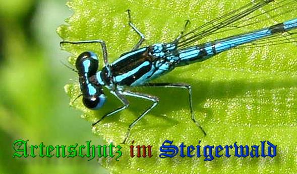 Copyright AiS- Albert Meier Bild zum Eintrag (21580-160)