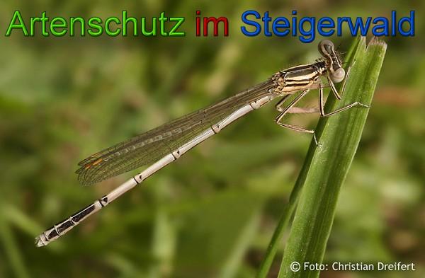 Copyright AiS / 2010 Christian Dreifert Bild zum Eintrag (21583-160)