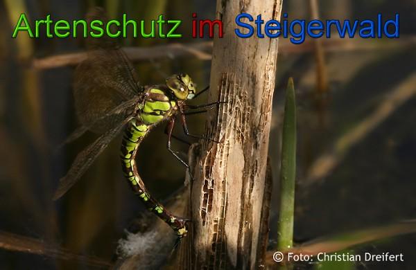 Copyright AiS / 2010 Christian Dreifert Bild zum Eintrag (21606-160)