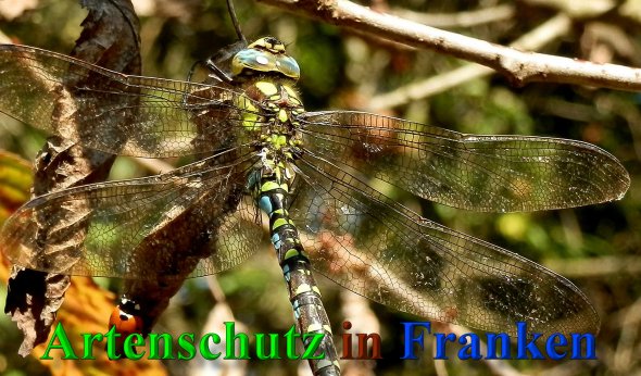 Copyright AiS- Albert Meier Bild zum Eintrag (21607-160)