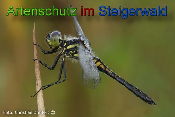 Copyright AiS / 2010 Christian Dreifert Bild zum Eintrag (21613-160)