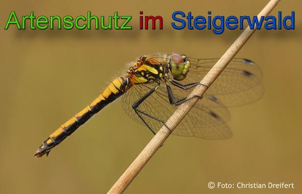 Copyright AiS / 2010 Christian Dreifert Bild zum Eintrag (21614-160)