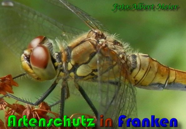 Copyright AiS Albert Meier Bild zum Eintrag (21615-160)