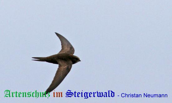 Copyright AiS / 2009 / Christian Neumann / Tornadoropa Bild zum Eintrag (21632-160)