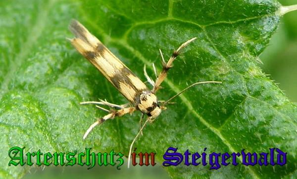 Copyright AiS / 2010 Albert Meier Bild zum Eintrag (21654-160)