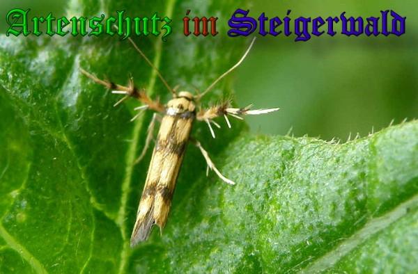 Copyright AiS / 2010 Albert Meier Bild zum Eintrag (21655-160)