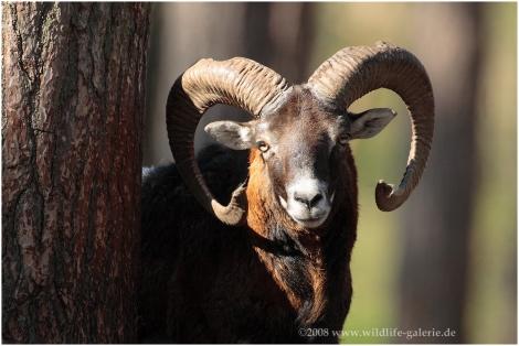 Copyright AiS / 2008 wildlife-galerie Bild zum Eintrag (21663-160)
