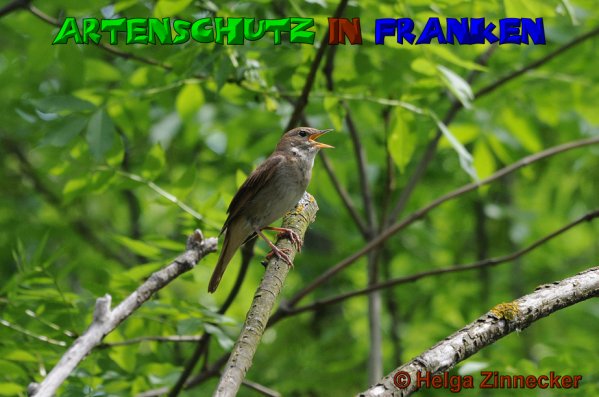 Copyright AiS Helga Zinnecker Bild zum Eintrag (21673-160)