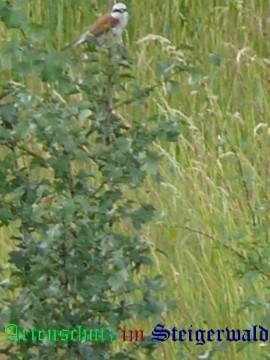 Copyright AiS / Klaus Weidner Bild zum Eintrag (21688-160)