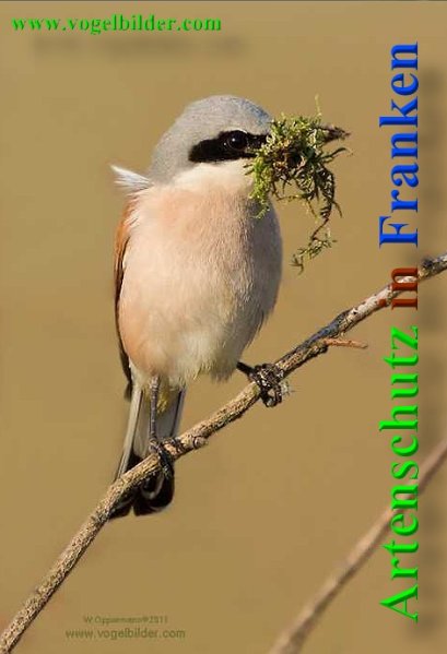 Copyright AiS - Werner Oppermann - www.vogelbilder.com Bild zum Eintrag (21689-160)