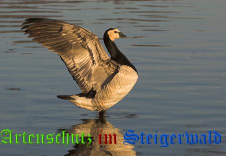 Copyright AiS / Andy Gehrig Bild zum Eintrag (21697-160)