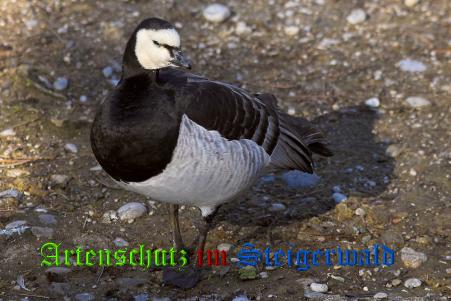 Copyright AiS / Ulrich Rösch Bild zum Eintrag (21698-160)