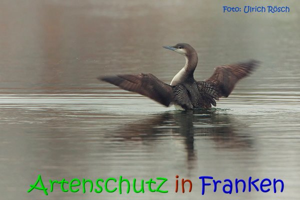 Copyright AiS Ulrich Rösch Bild zum Eintrag (21722-160)