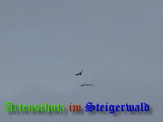Copyright AiS / 2008 Weidner Bild zum Eintrag (21729-160)