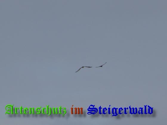 Copyright AiS / 2008 Weidner Bild zum Eintrag (21730-160)