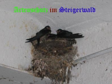 Copyright AiS / Köhler Bild zum Eintrag (21754-160)