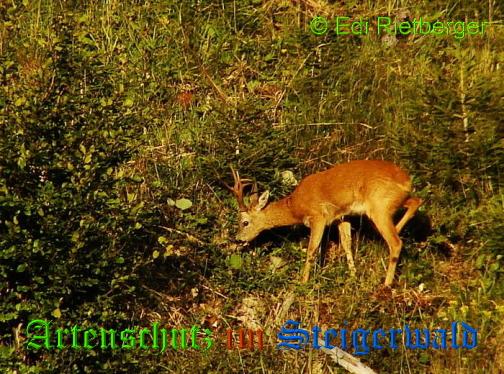 Copyright AiS / 2009 Edi Rietberger Bild zum Eintrag (21778-160)