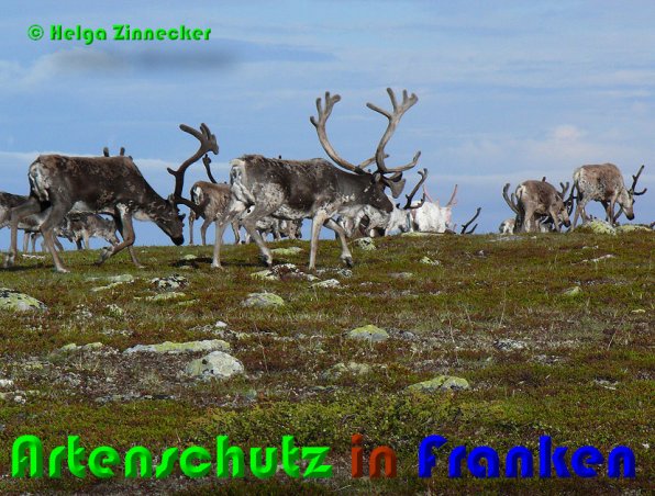 Copyright AiS Helga Zinnecker Bild zum Eintrag (21788-160)
