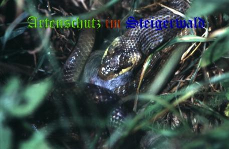 Copyright AiS / 2008 Hubertus Zinnecker Bild zum Eintrag (21835-160)