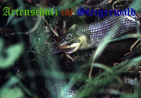 Copyright AiS / 2008 Hubertus Zinnecker Bild zum Eintrag (21837-160)
