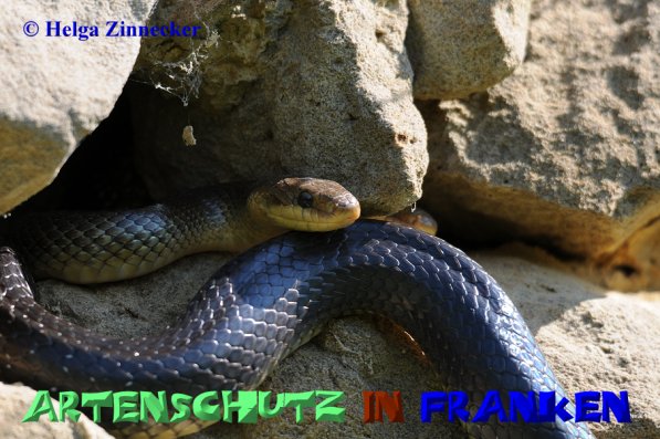 Copyright AiS Helga Zinnecker Bild zum Eintrag (21838-160)