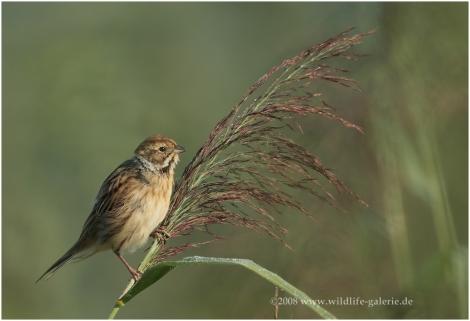 Copyright AiS / 2008 wildlife-galerie Bild zum Eintrag (21953-160)