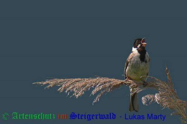 Copyright AiS / 2009 Lukas Marty Naturpixel Bild zum Eintrag (21954-160)