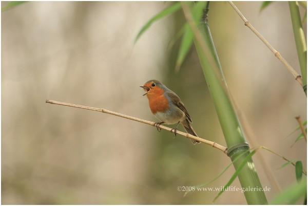 Copyright AiS / 2008 wildlife-galerie Bild zum Eintrag (21972-160)