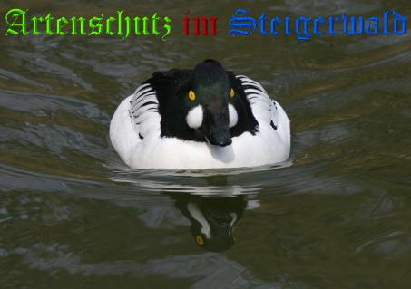 Copyright AiS / Andy Gehrig Bild zum Eintrag (22006-160)