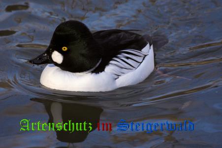 Copyright AiS / Ulrich Rösch Bild zum Eintrag (22007-160)