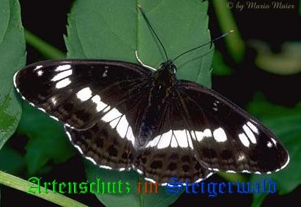 Copyright AiS / Mario Meier Bild zum Eintrag (22023-160)