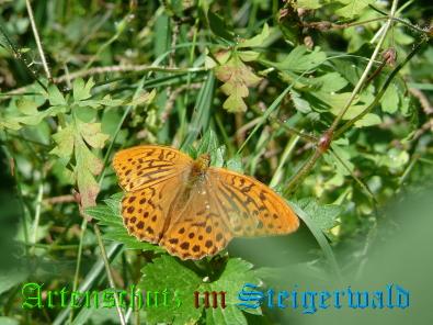 Copyright AiS / M. Köhler Bild zum Eintrag (22036-160)
