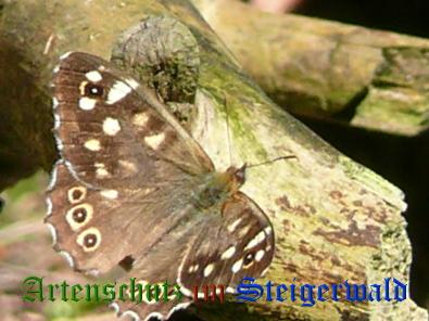 Copyright AiS / M. Köhler Bild zum Eintrag (22044-160)