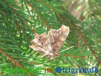Copyright AiS / M. Köhler Bild zum Eintrag (22049-160)
