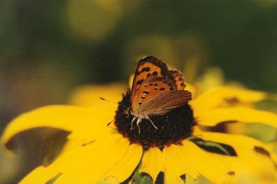 Copyright AiS / Fotograf Sunhild Welzel Bild zum Eintrag (22057-160)