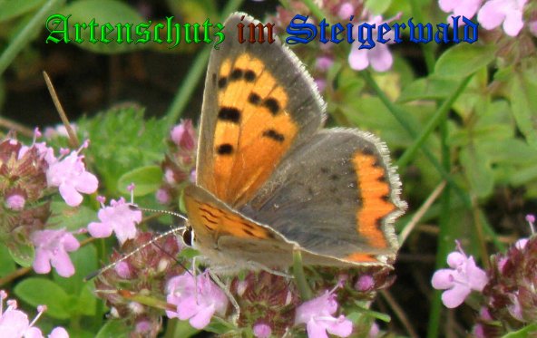 Copyright AiS- Albert Meier Bild zum Eintrag (22058-160)