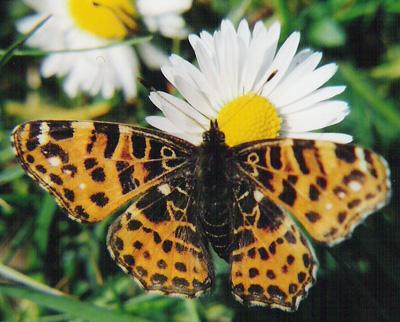 Copyright AiS / Fotograf Sunhild Welzel Bild zum Eintrag (22076-160)