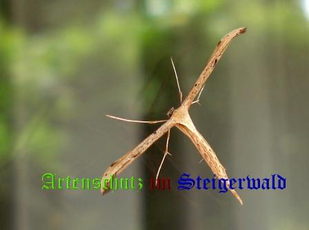 Copyright AiS / Denscheilmann Bild zum Eintrag (22089-160)