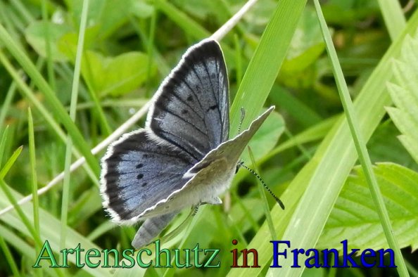 Copyright AiS- Albert Meier Bild zum Eintrag (22103-160)